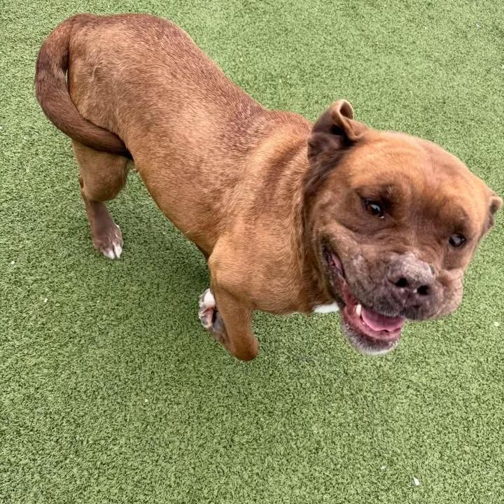 Enlarge Harley, a Adoptable Bullmastiff in Hannibal, MO image 5/6
