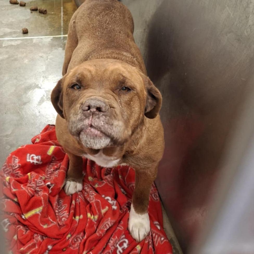 Harley, Adoptable, Senior Female Bullmastiff.