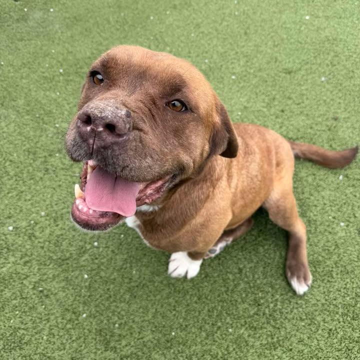 Enlarge Harley, a Adoptable Bullmastiff in Hannibal, MO image 6/6