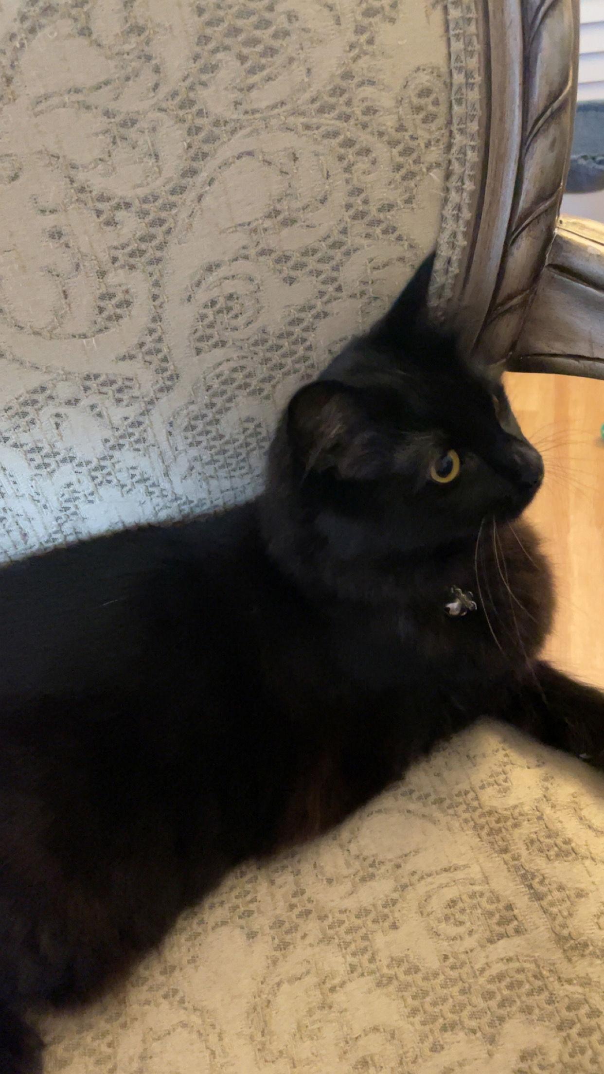 Mama Cass, Adoptable, Young Female Domestic Short Hair.