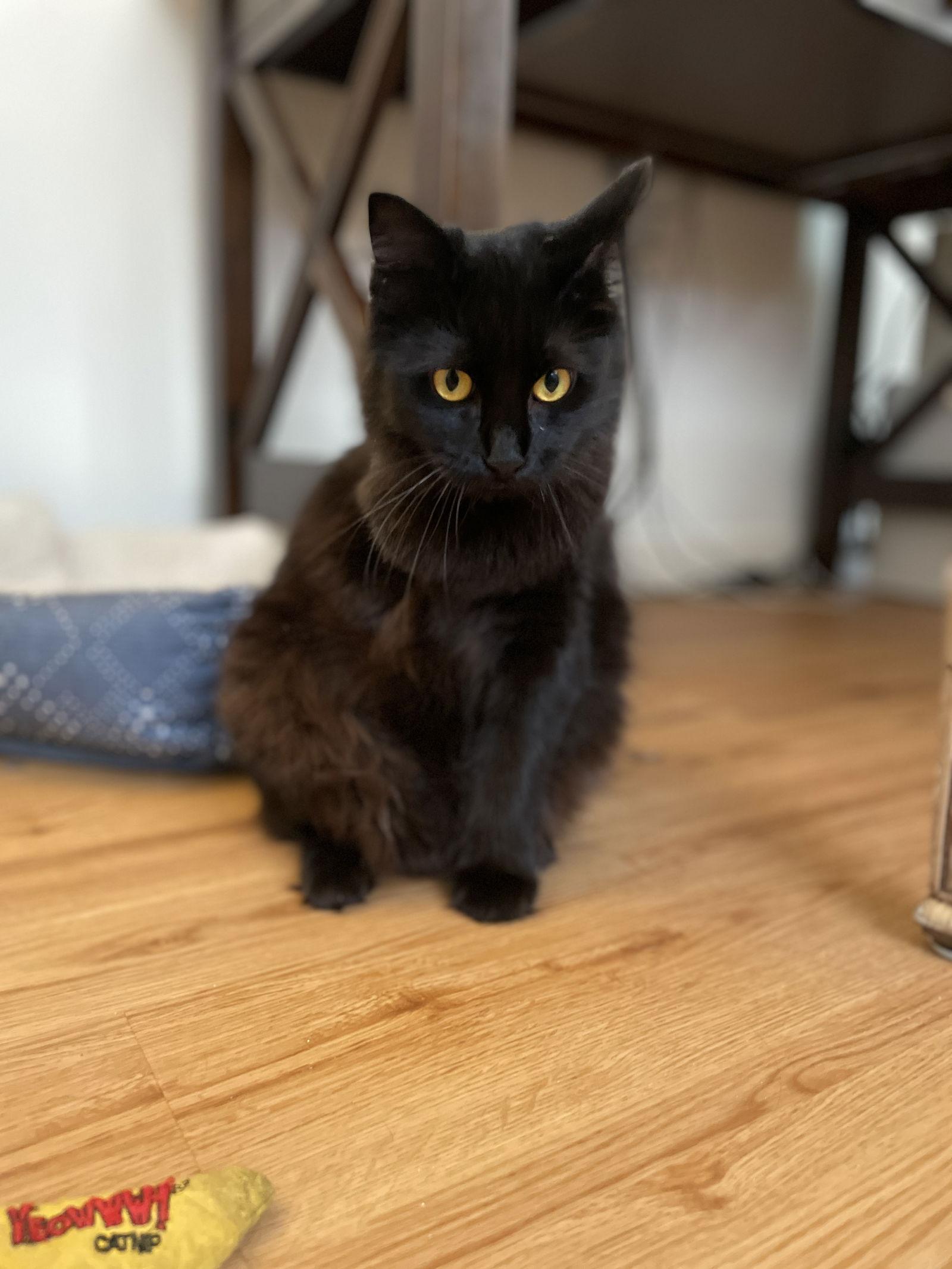 Enlarge Mama Cass, a Adoptable Domestic Short Hair in Boynton Beach, FL image 2/3