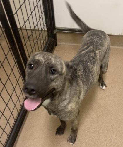 Pumpkin, Adoptable, Adult Female Pit Bull Terrier & Mixed Breed.