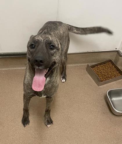 Pumpkin, Adoptable, Adult Female Pit Bull Terrier & Mixed Breed.