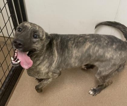 Enlarge Pumpkin, a Adoptable mixed breed in Pendleton, OR image 2/3