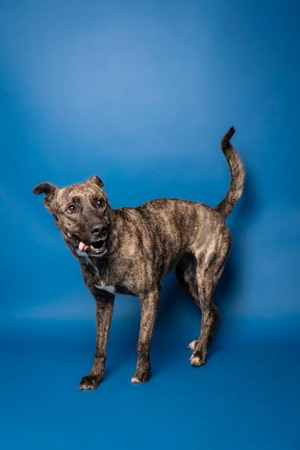 Pumpkin, Adoptable, Adult Female Pit Bull Terrier & Mixed Breed.