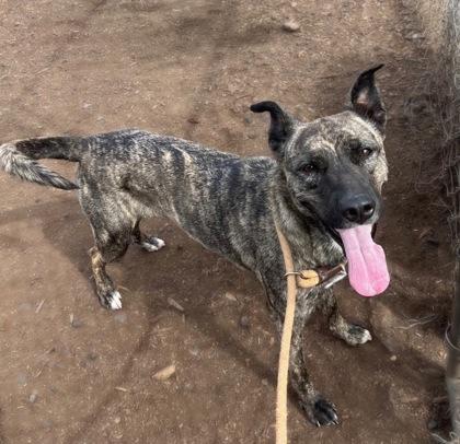Enlarge Pumpkin, a Adoptable mixed breed in Pendleton, OR image 3/3
