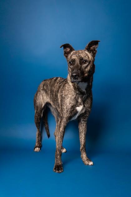 Enlarge Pumpkin, a Adoptable mixed breed in Pendleton, OR image 3/3