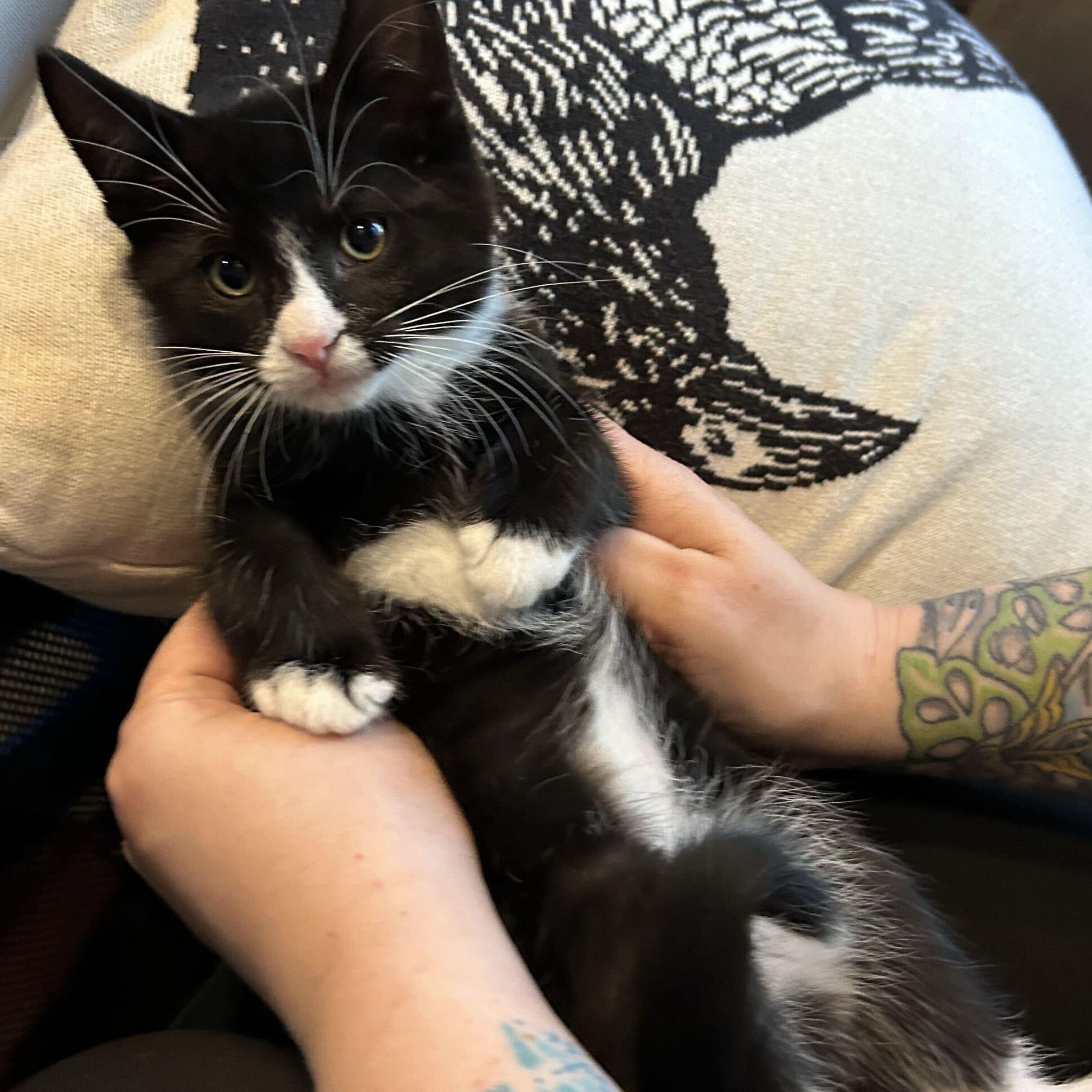 Enlarge Ruffles, a Adoptable Domestic Medium Hair in Washington, MI image 2/2