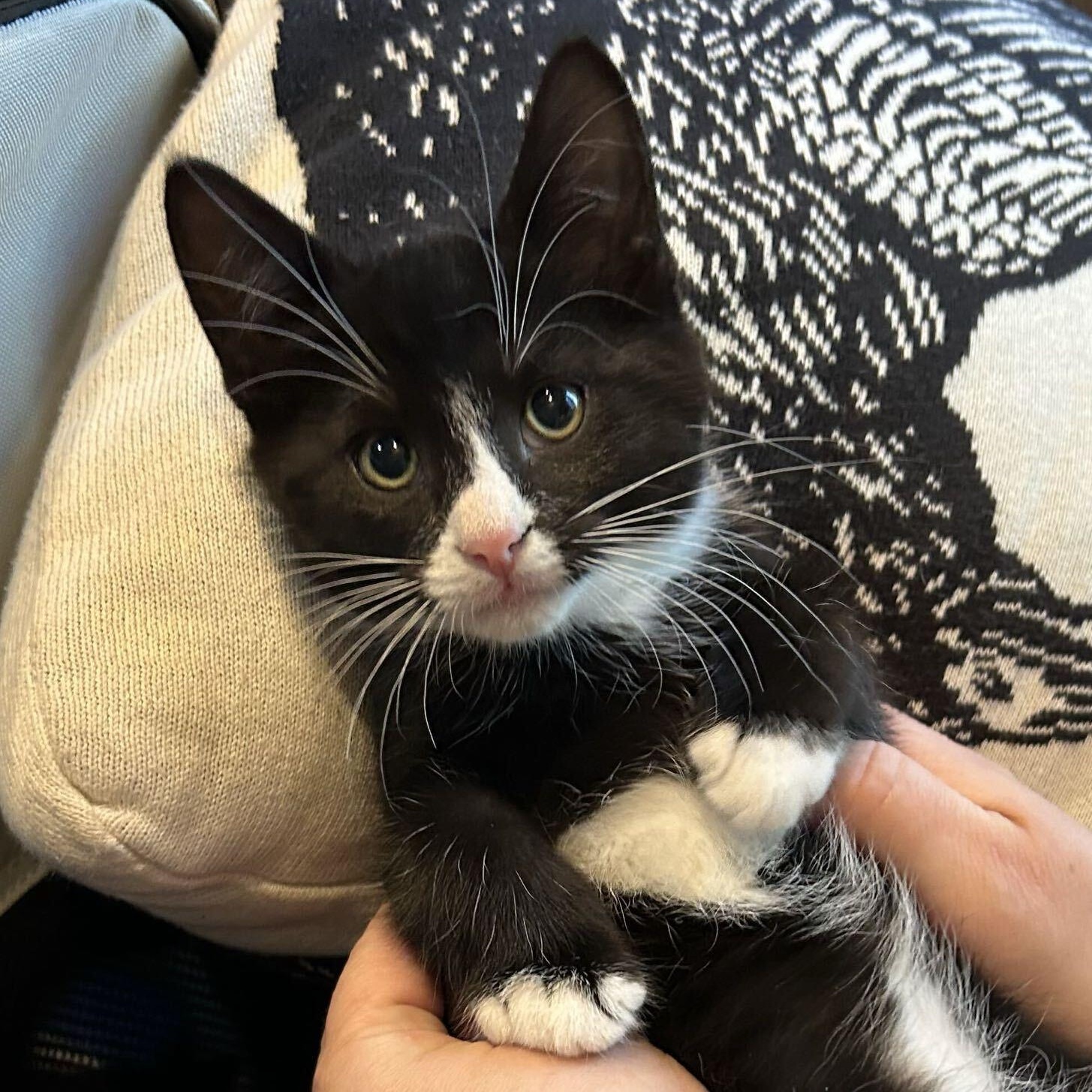 Ruffles, Adoptable, Kitten Male Domestic Medium Hair.