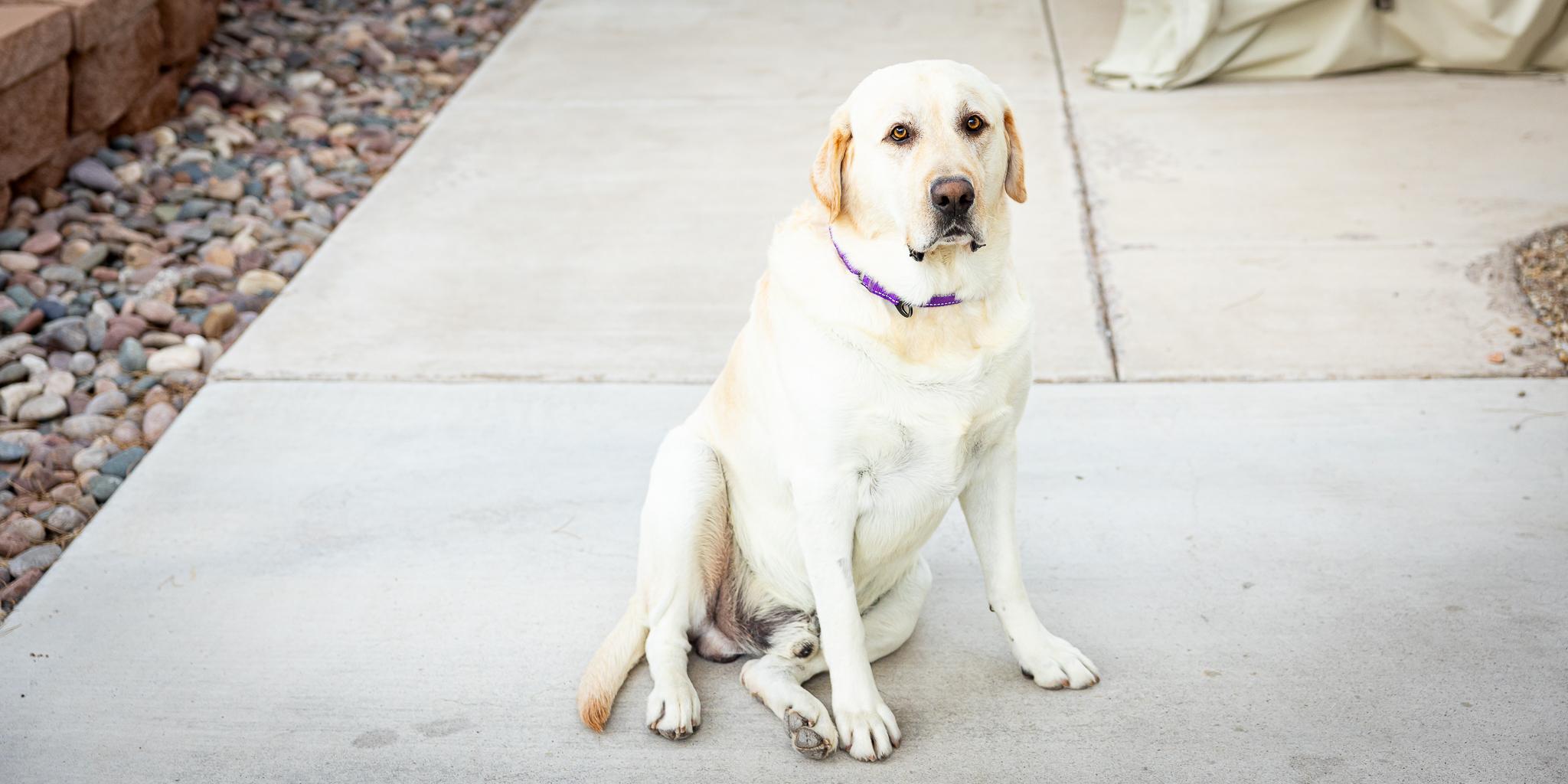 Enlarge Arlo, a Adopted Labrador Retriever in Las Vegas, NV image 1/6