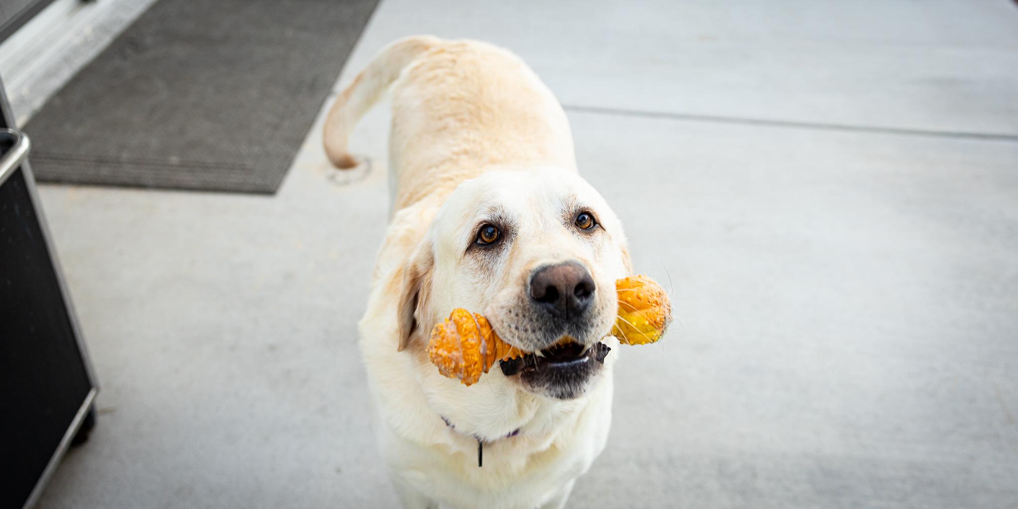 Enlarge Arlo, a Adopted Labrador Retriever in Las Vegas, NV image 2/6