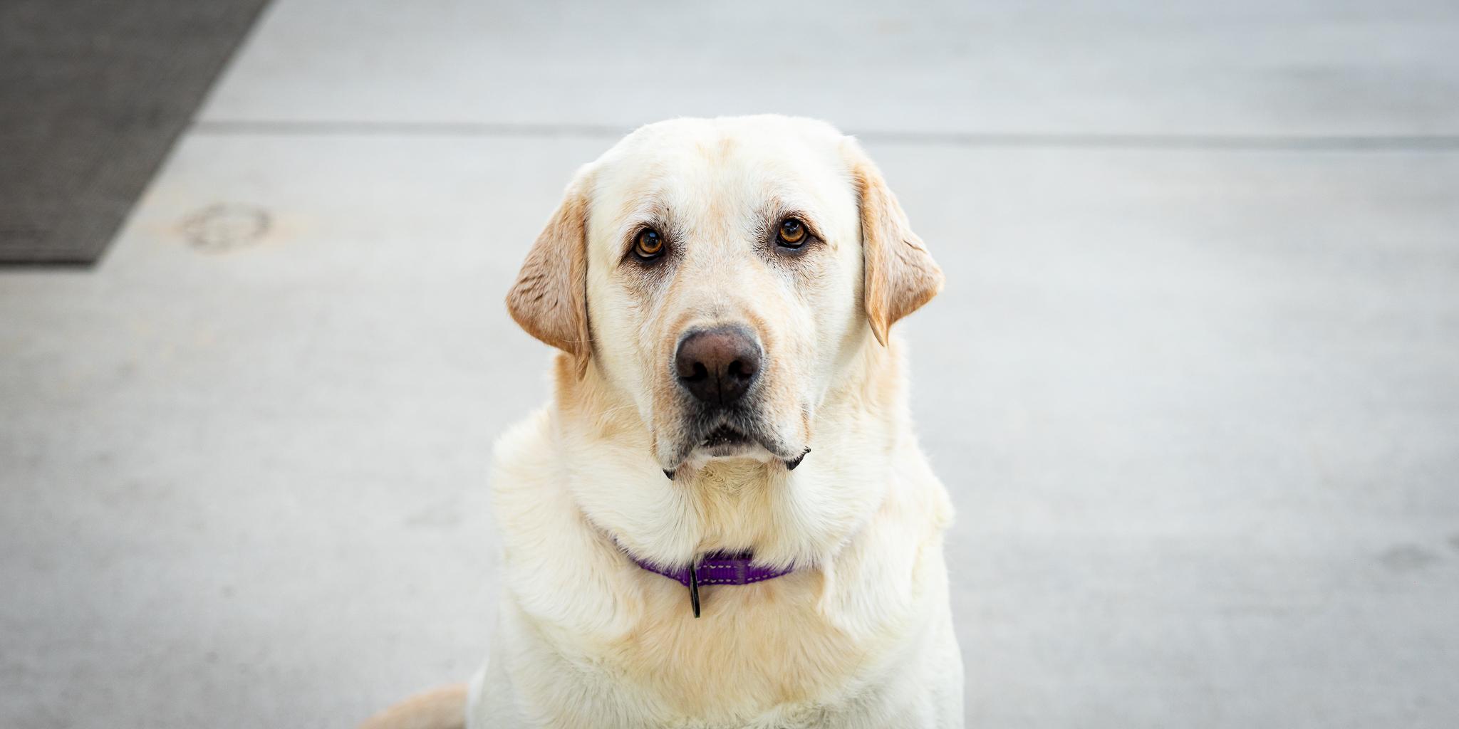 Enlarge Arlo, a Adopted Labrador Retriever in Las Vegas, NV image 3/6