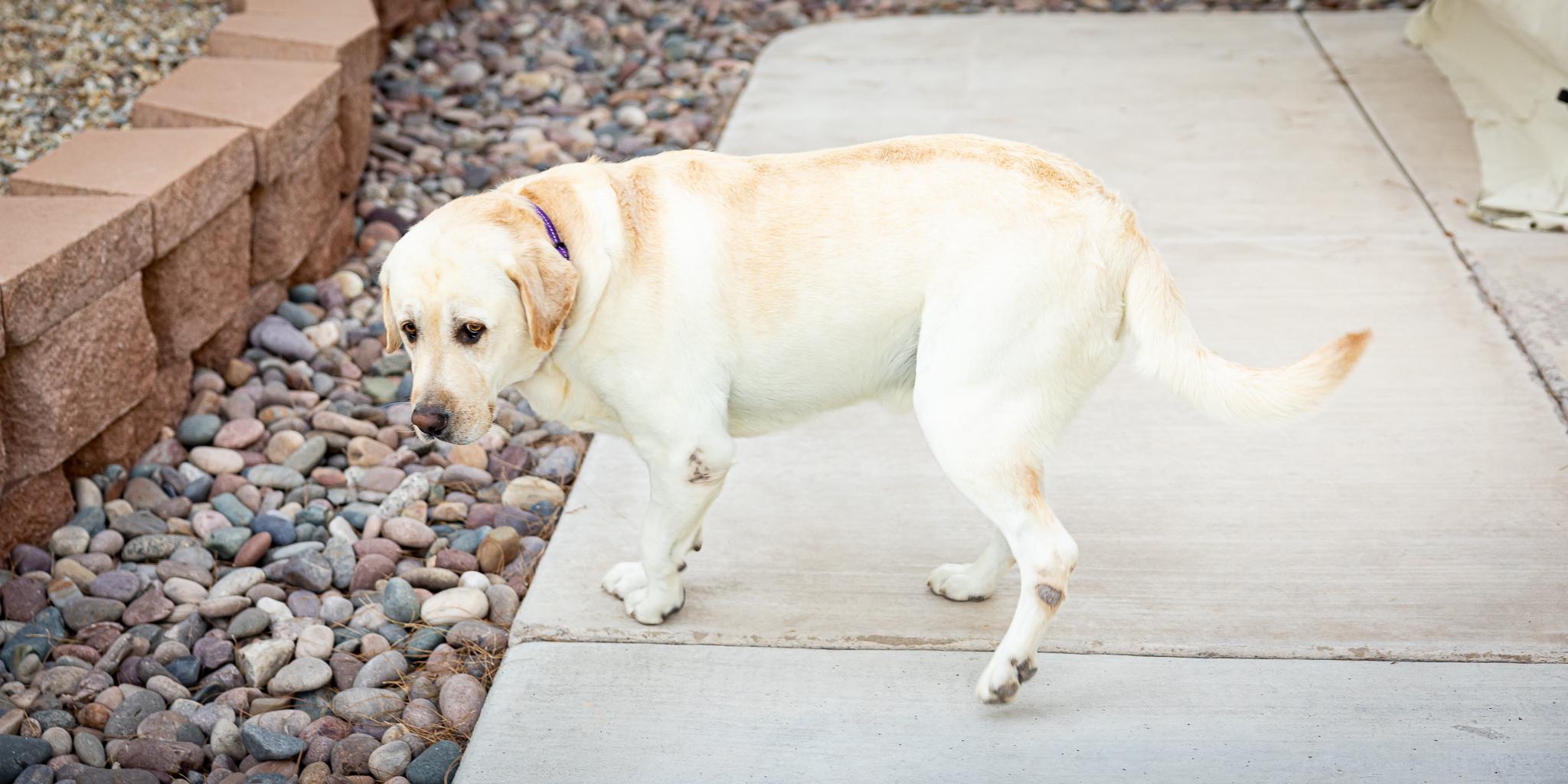 Enlarge Arlo, a Adopted Labrador Retriever in Las Vegas, NV image 4/6