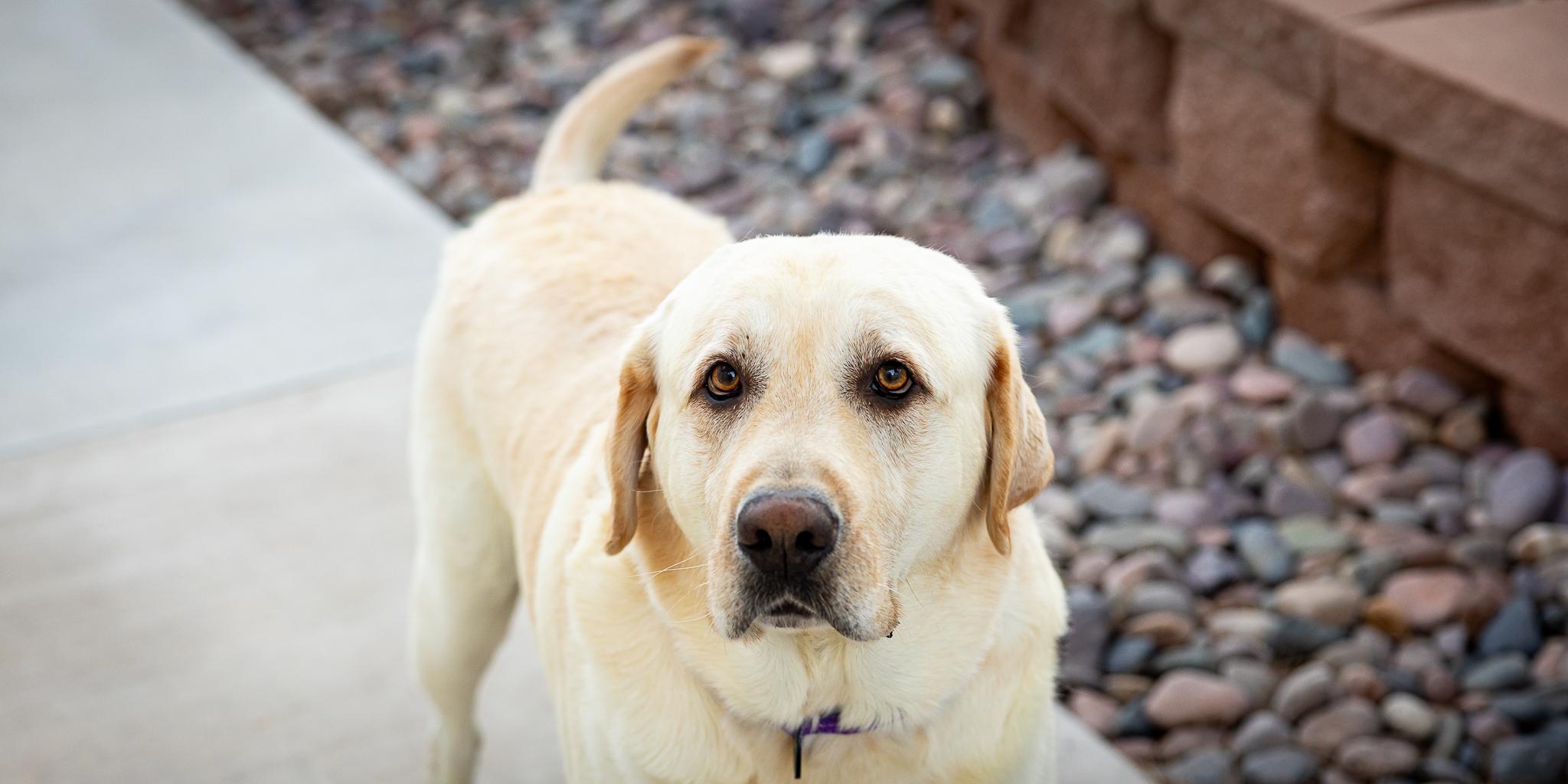 Enlarge Arlo, a Adopted Labrador Retriever in Las Vegas, NV image 5/6