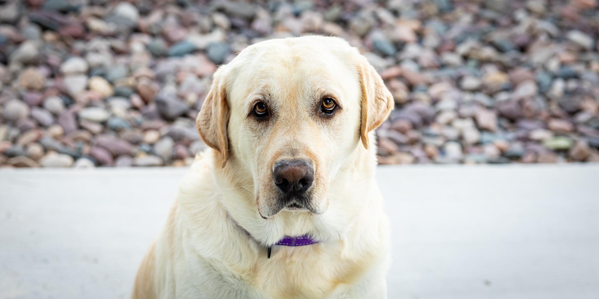 Enlarge Arlo, a Adopted Labrador Retriever in Las Vegas, NV image 6/6