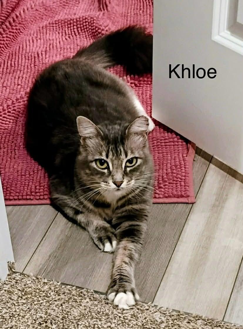Enlarge Khloe, a Adoptable Tabby in Livonia, MI image 1/2