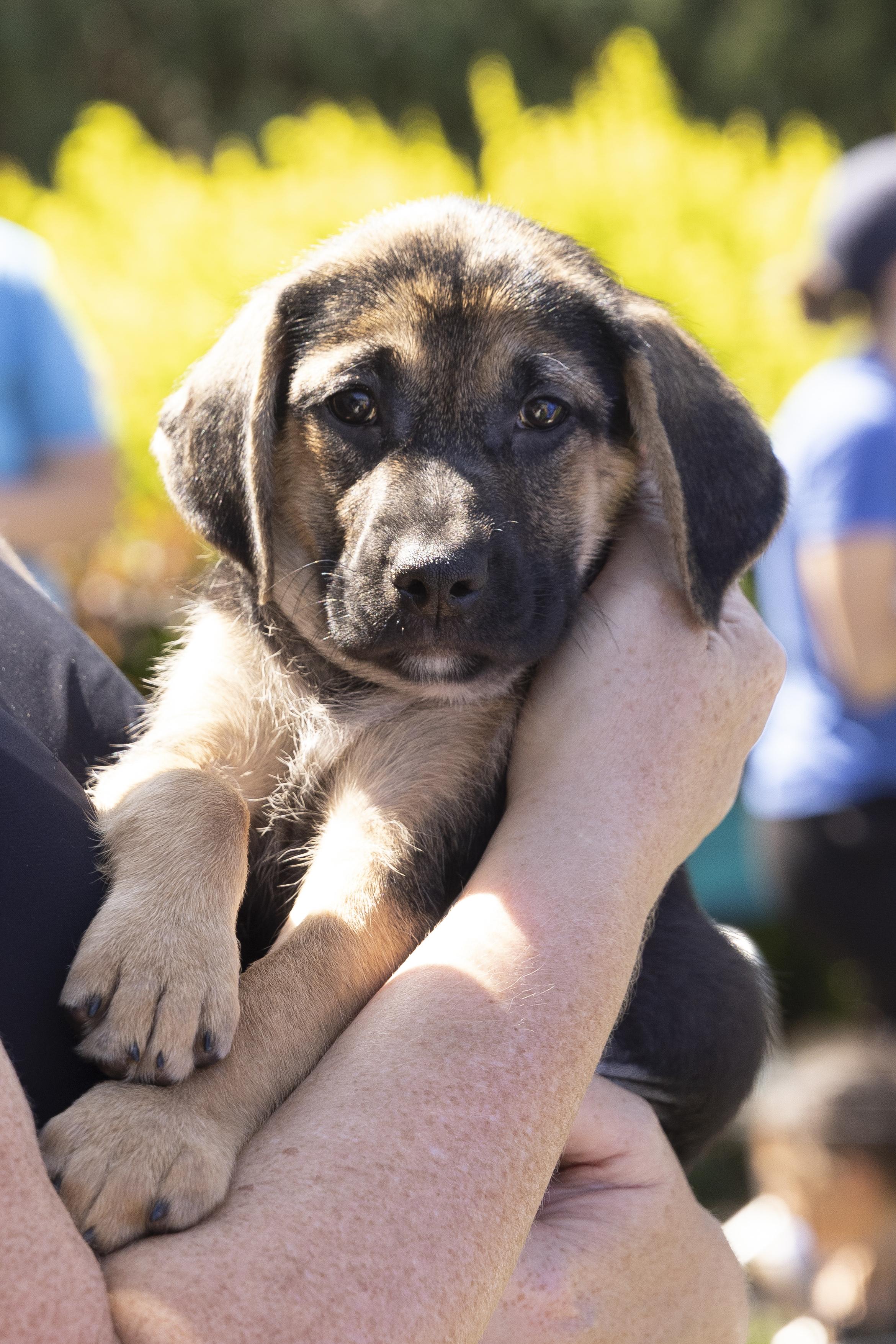 Pippa, Adoptable, Puppy Female Beagle.