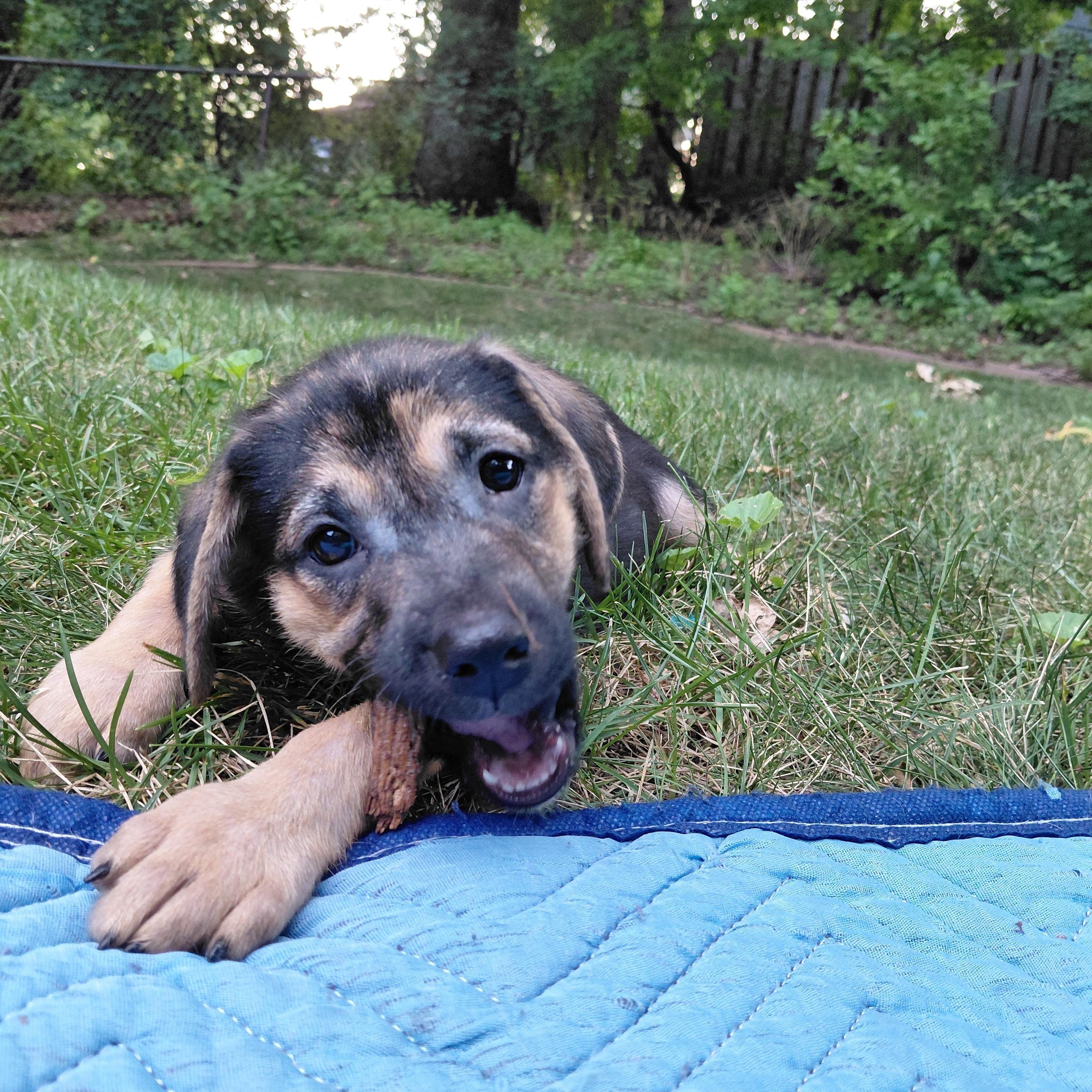 Enlarge Pippa, a Adoptable mixed breed in Minneapolis, MN image 2/6