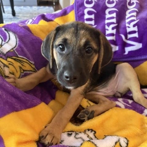 Enlarge Pippa, a Adoptable mixed breed in Minneapolis, MN image 6/6