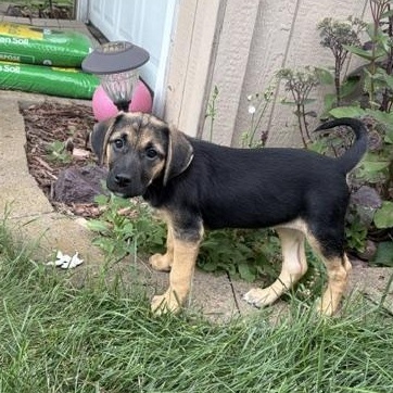 Enlarge Pippa, a Adoptable mixed breed in Minneapolis, MN image 5/6