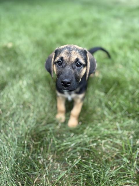 Enlarge Pippa, a Adoptable mixed breed in Minneapolis, MN image 4/6