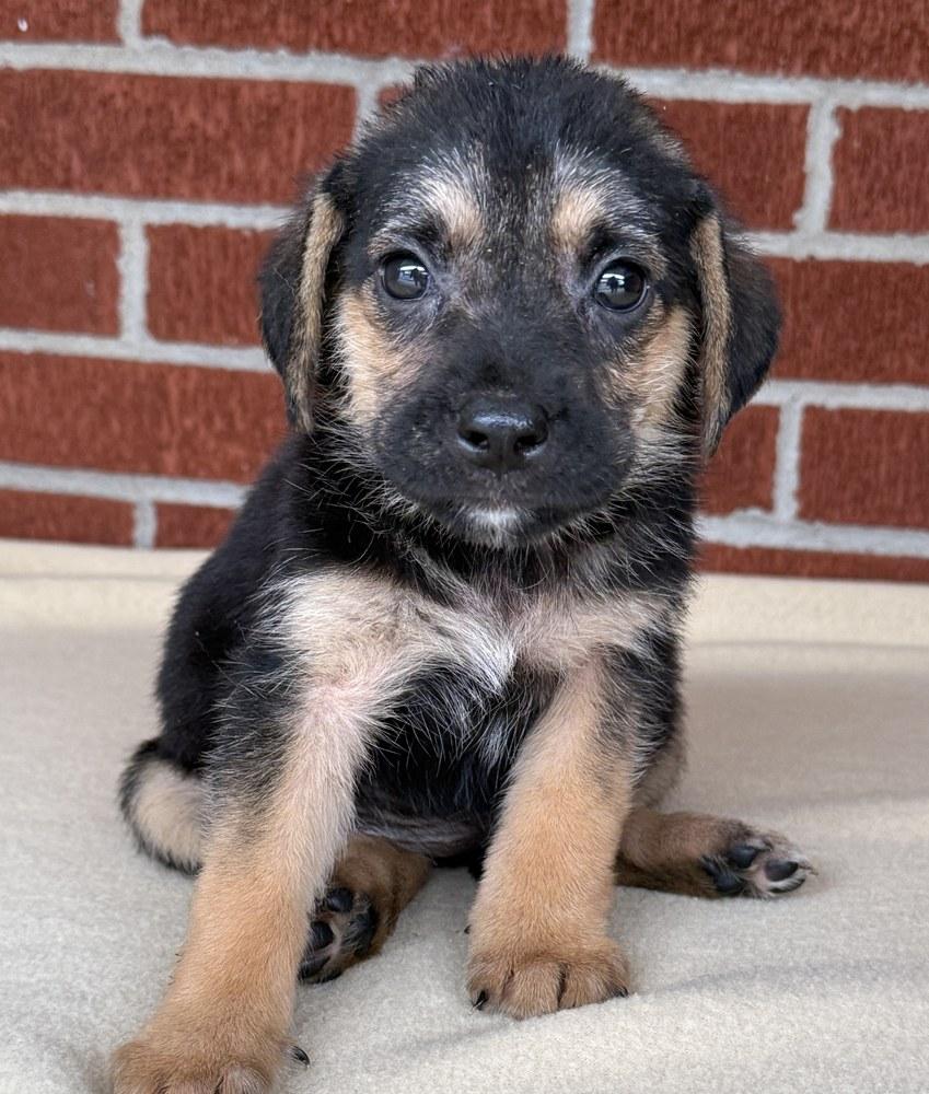 Enlarge Pippa, a Adoptable mixed breed in Minneapolis, MN image 3/6