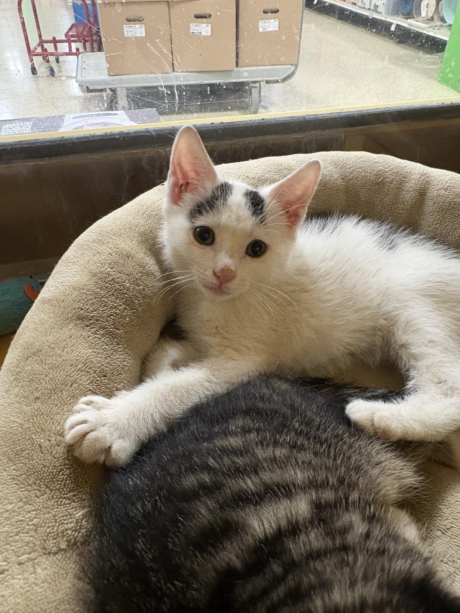 Phil, a Adoptable Domestic Short Hair in Yardley, PA image 2/3