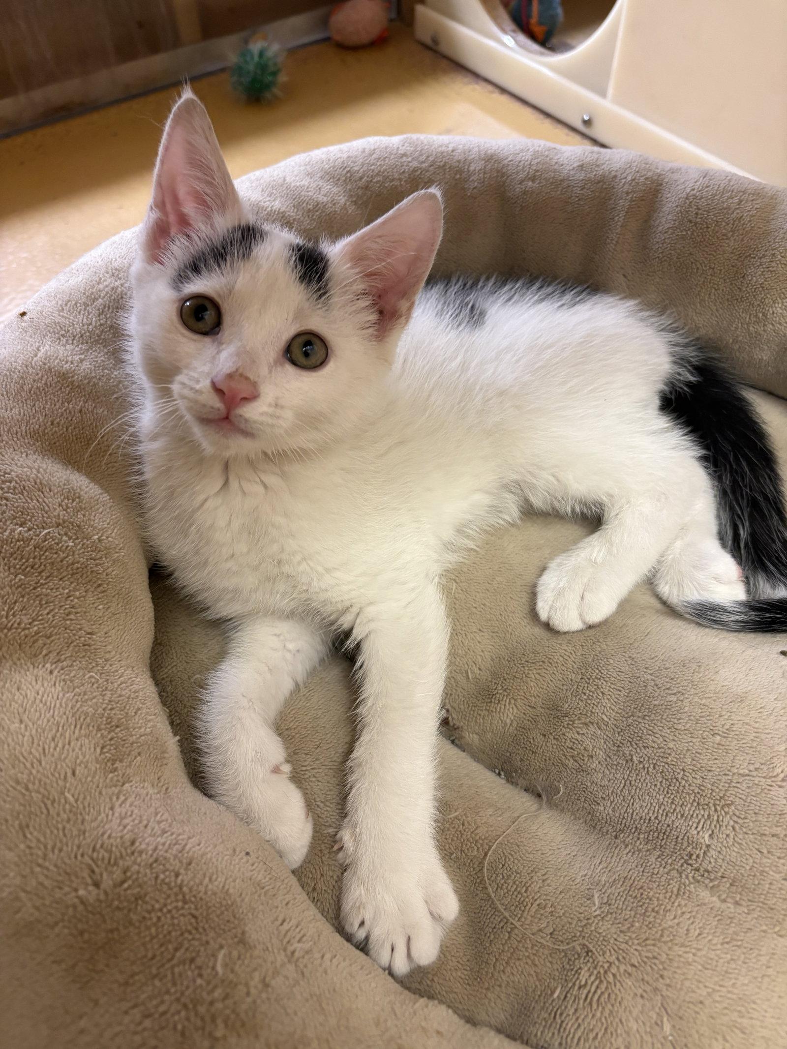 Phil, a Adoptable Domestic Short Hair in Yardley, PA image 3/3