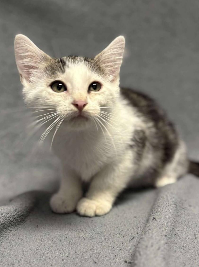 Chandler, Baby Male Domestic Short Hair