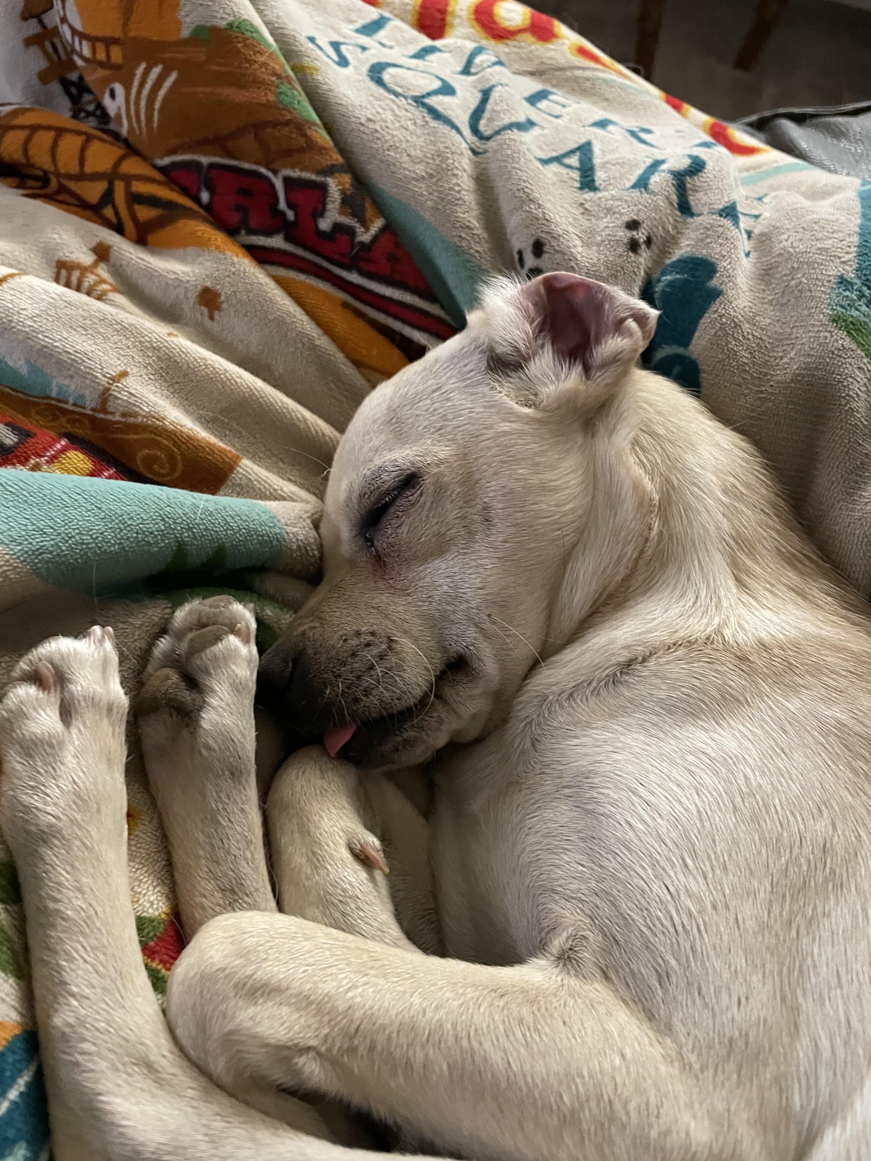 Blossom , an adopted mixed breed in San Antonio, TX image 3/6