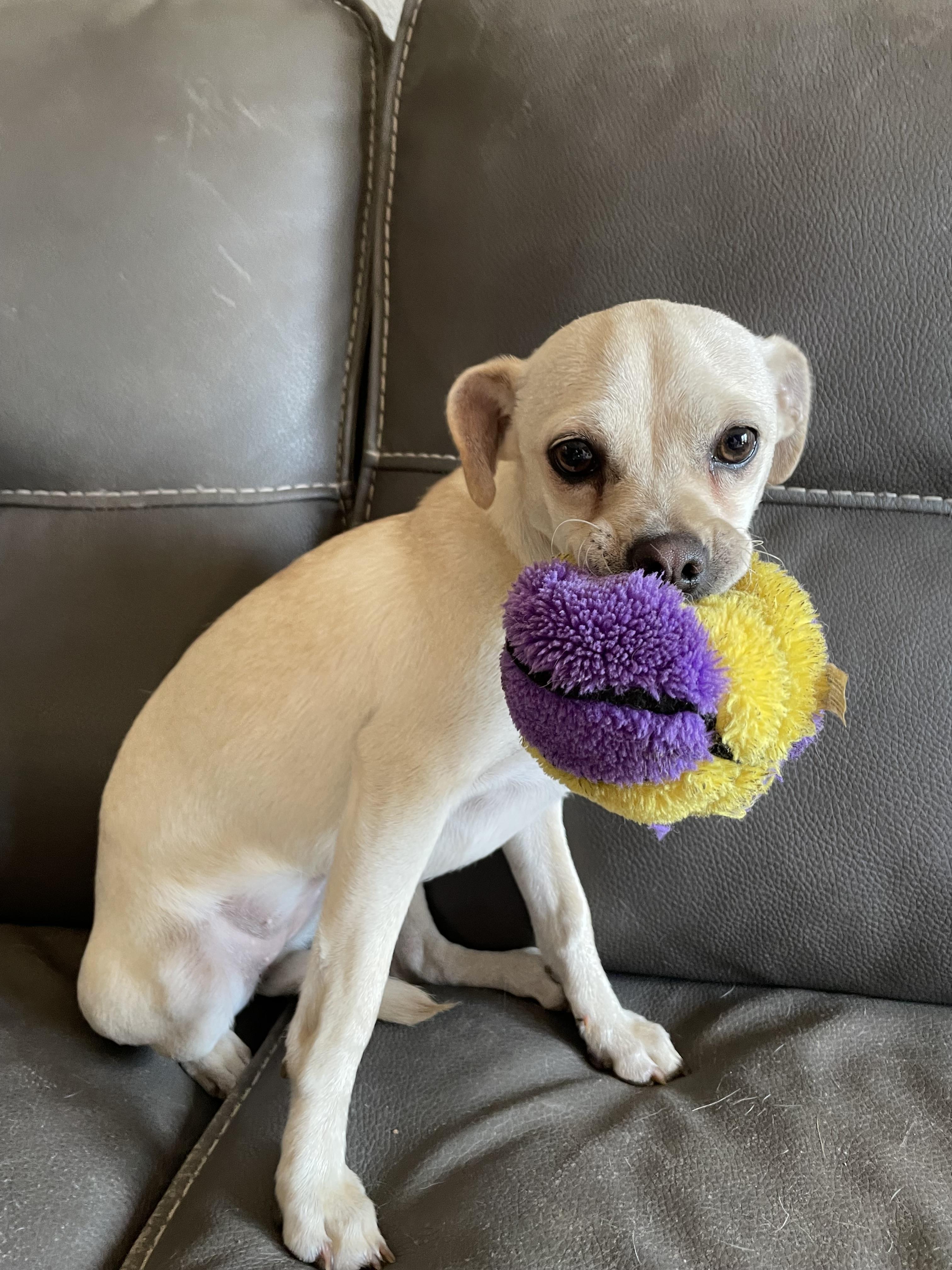 Blossom , an adopted mixed breed in San Antonio, TX image 4/6