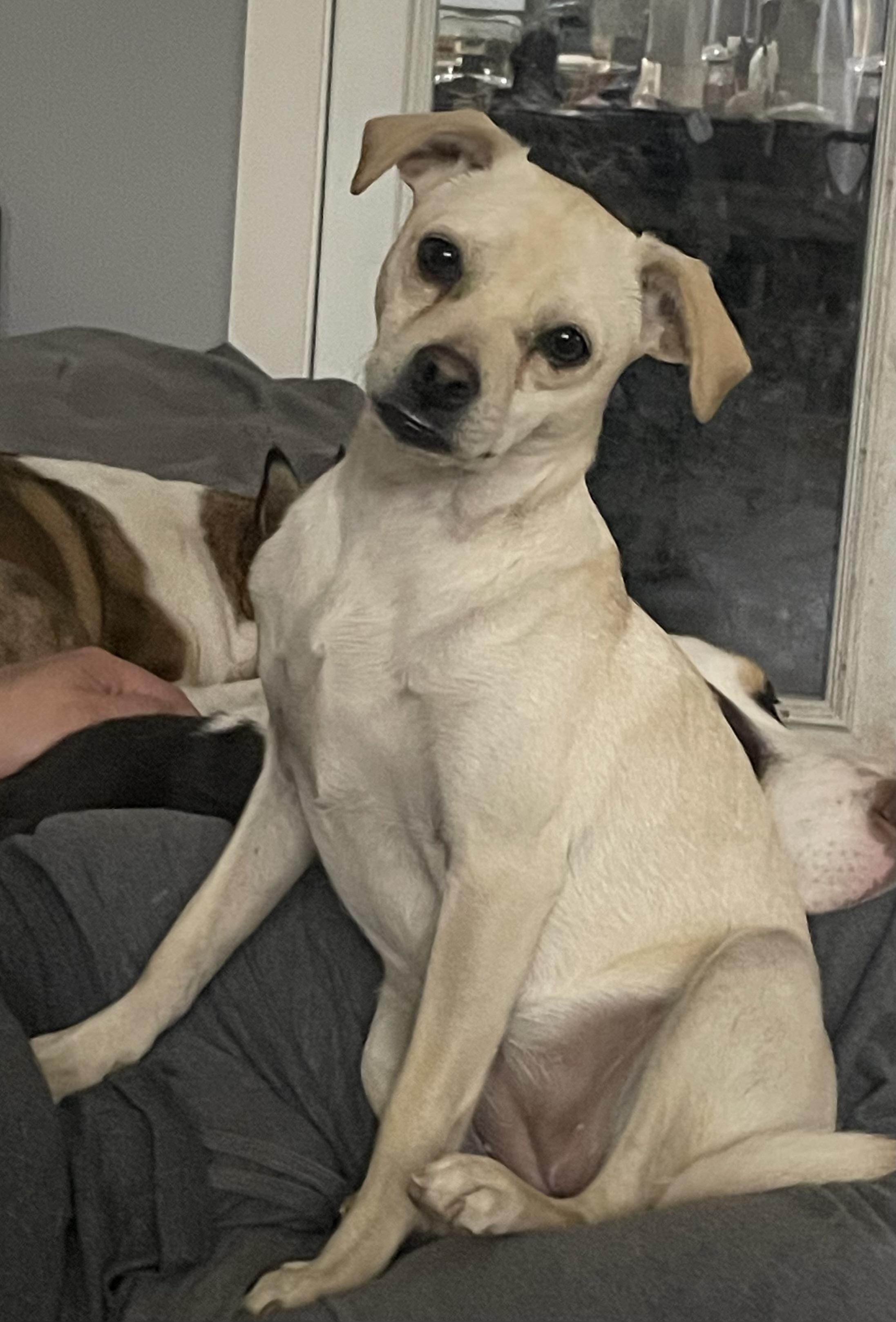 Blossom , adopted, Young Female Chihuahua & Pug.