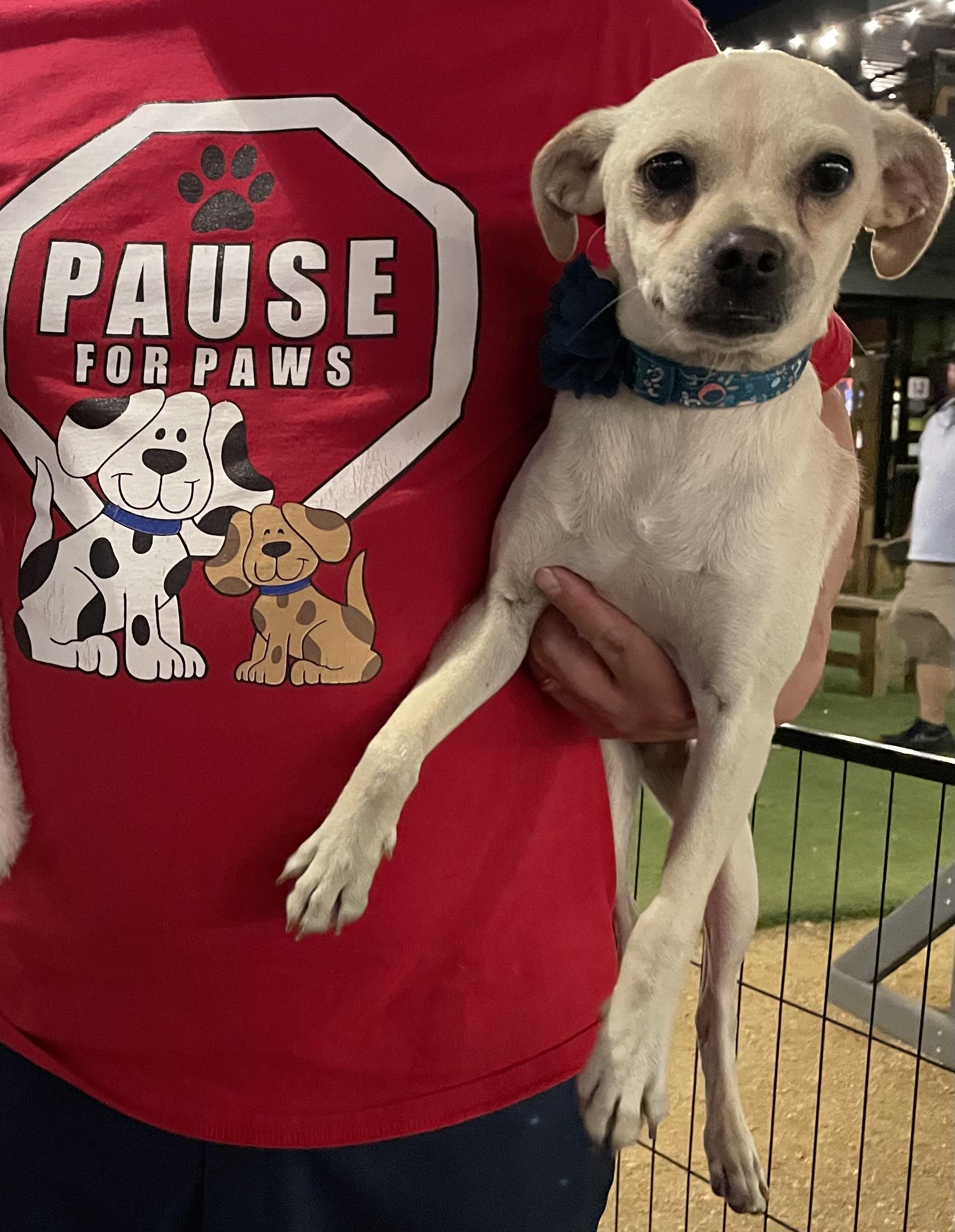 Blossom , an adopted mixed breed in San Antonio, TX image 2/6