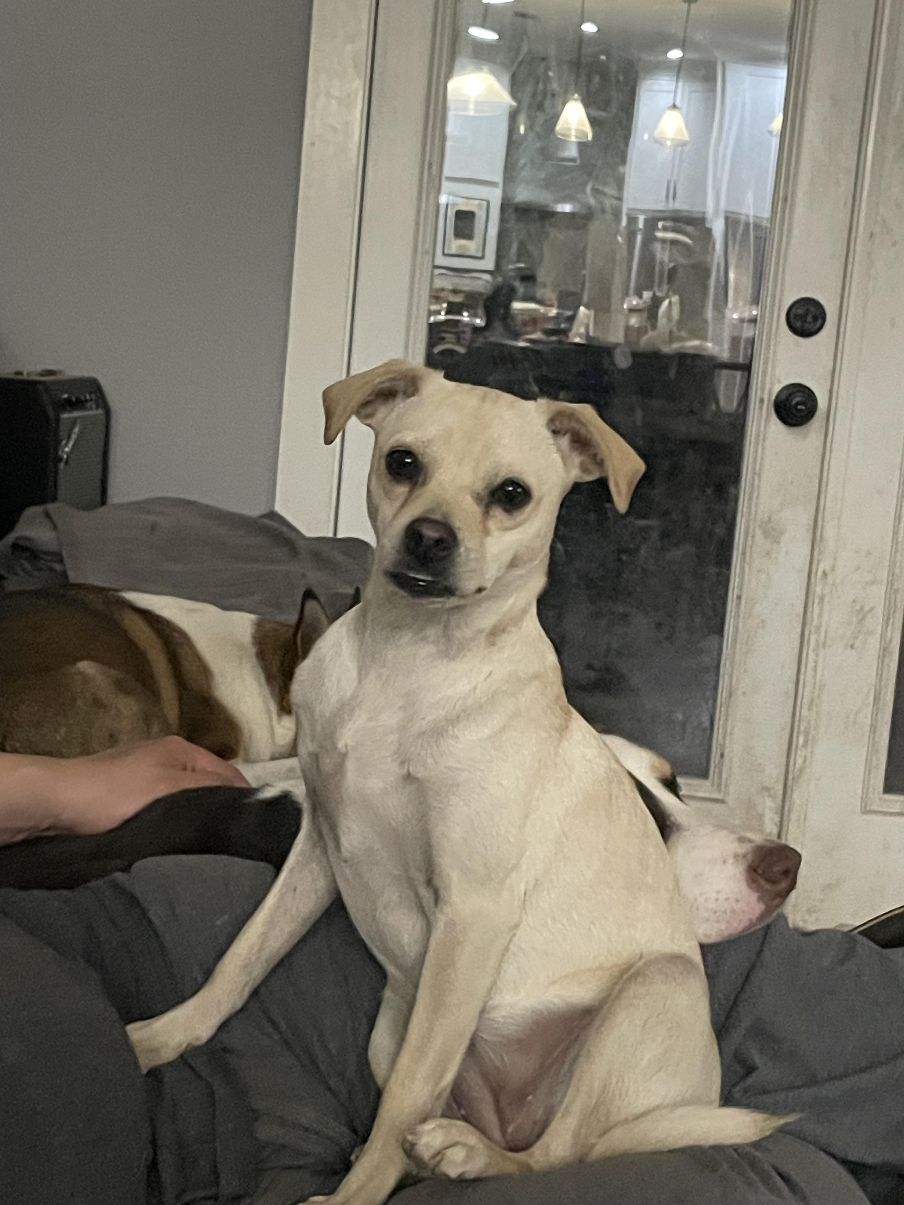 Blossom , an adopted mixed breed in San Antonio, TX image 5/6