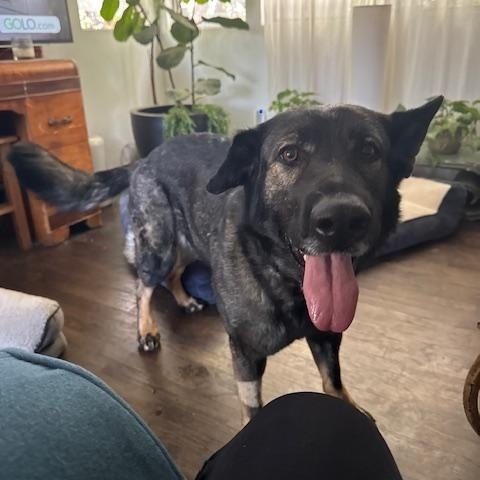 Enlarge Charlie *COURTESY POST*, a Adoptable German Shepherd Dog in Los Angeles, CA image 3/4