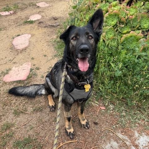 Enlarge Charlie *COURTESY POST*, a Adoptable German Shepherd Dog in Los Angeles, CA image 1/4