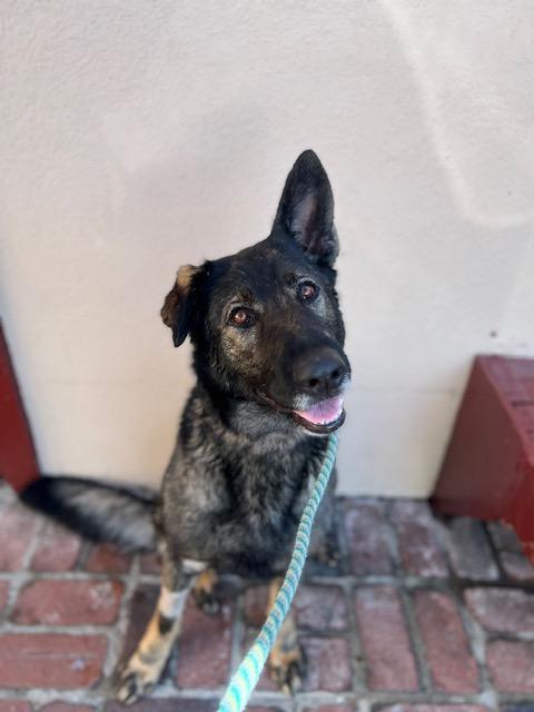 Enlarge Charlie *COURTESY POST*, a Adoptable German Shepherd Dog in Los Angeles, CA image 4/4