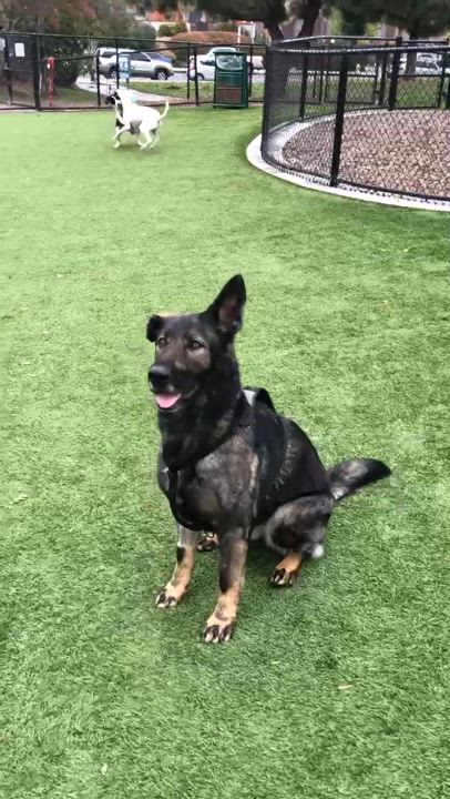 Enlarge Charlie *COURTESY POST*, a Adoptable German Shepherd Dog in Los Angeles, CA video 2/4