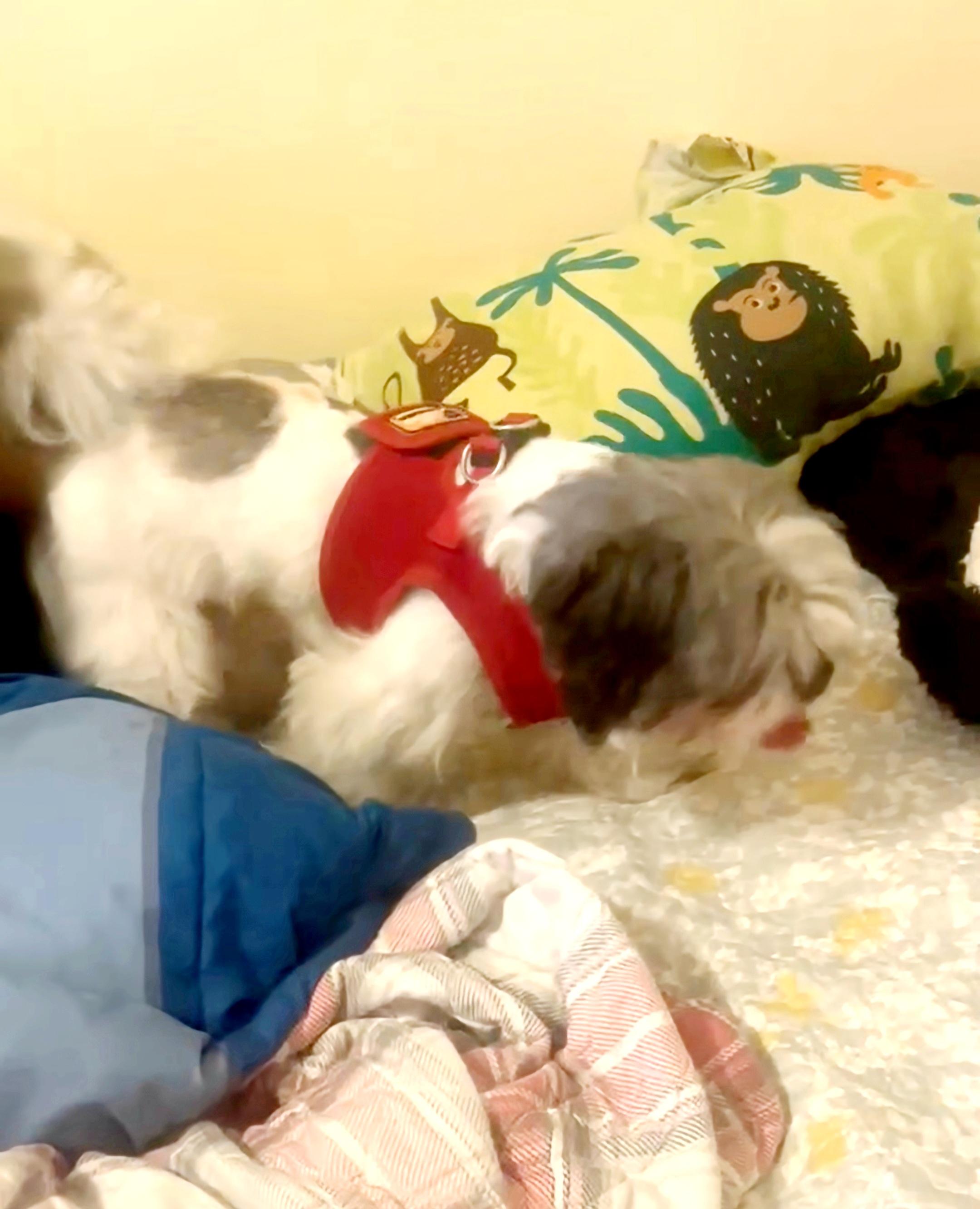 Oreo URGENT FOSTER NEEDED