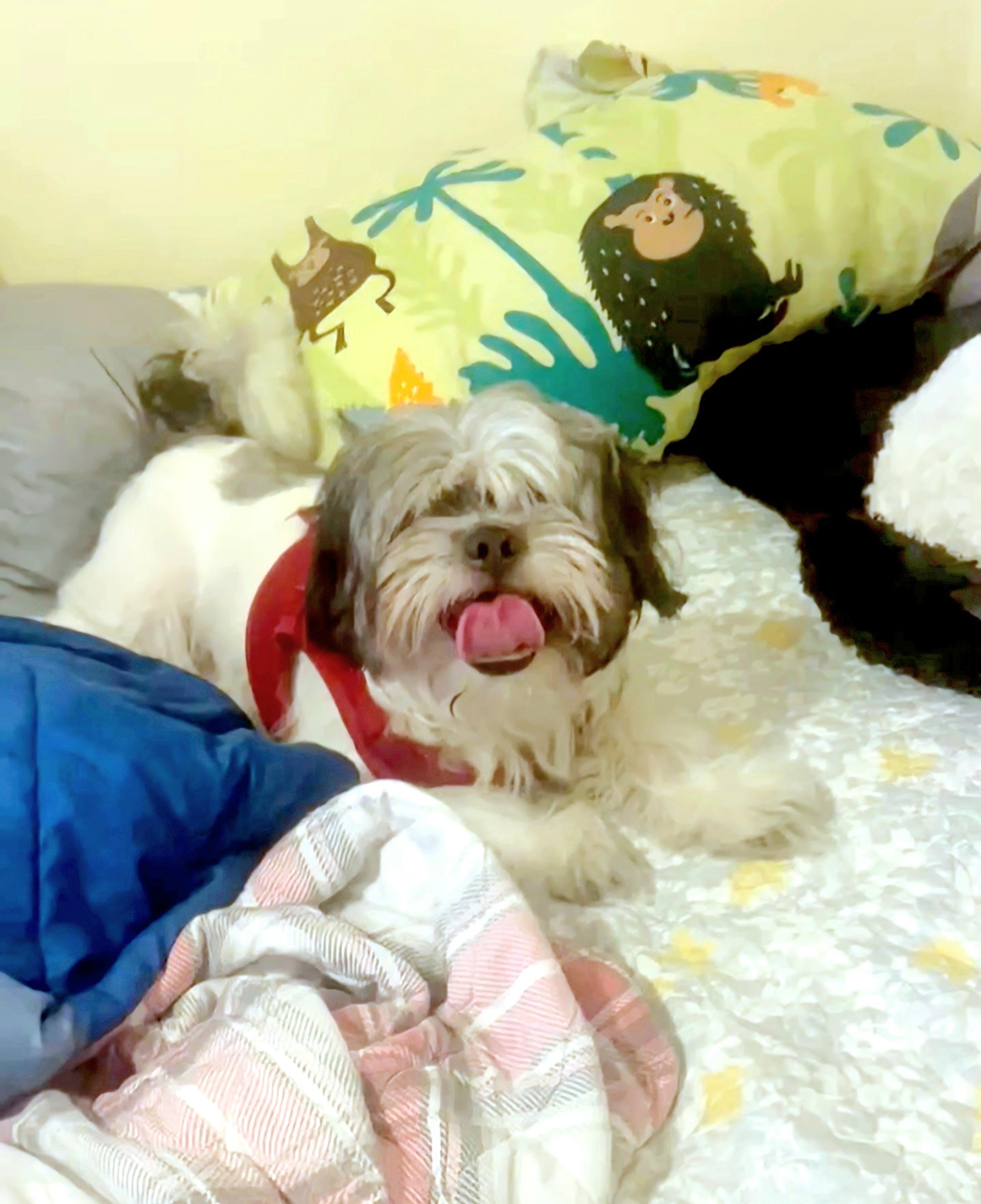 Oreo URGENT FOSTER NEEDED