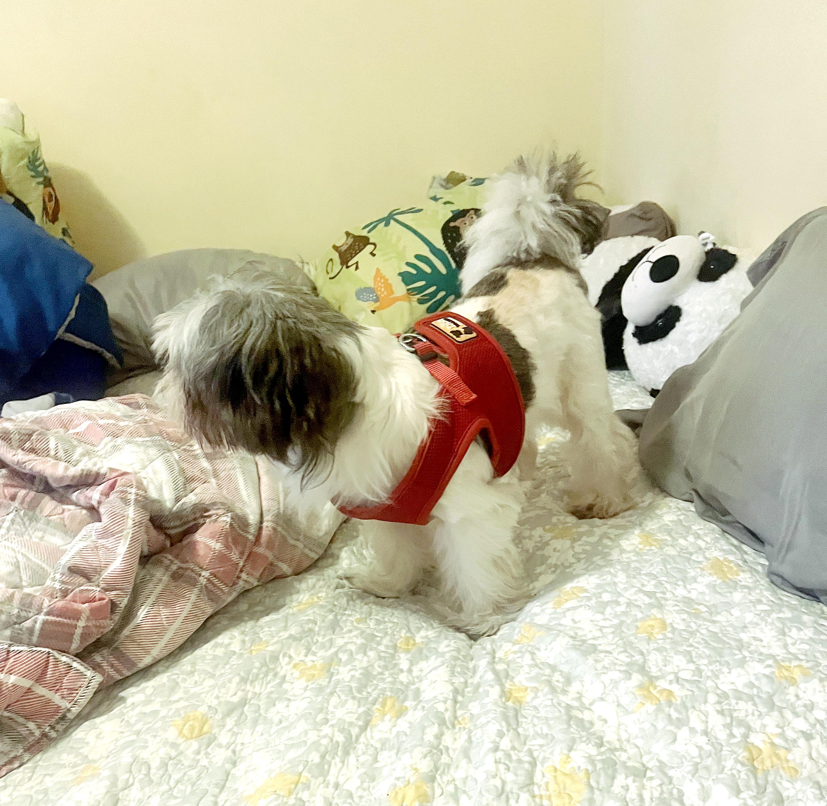 Oreo URGENT FOSTER NEEDED