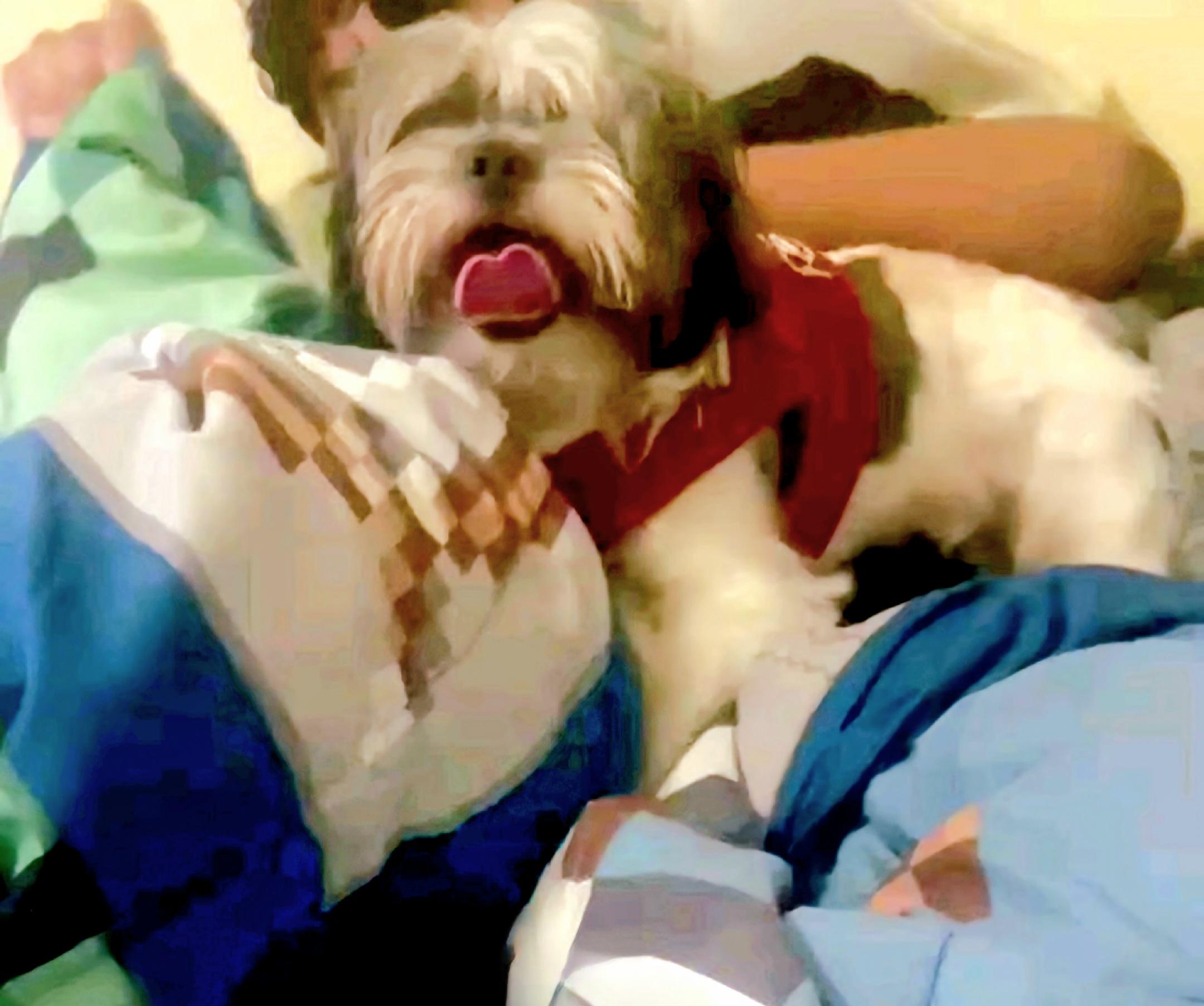 Oreo URGENT FOSTER NEEDED