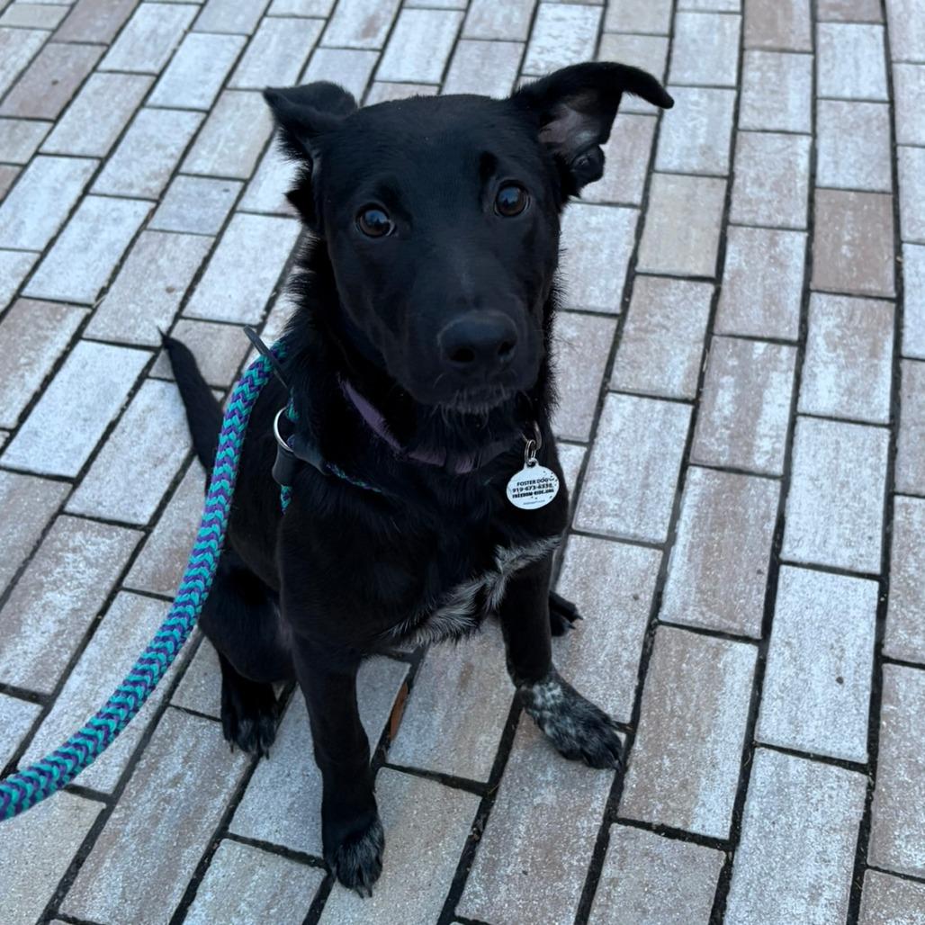 Caspian, Adoptable, Young Male Mixed Breed & Black Labrador Retriever.
