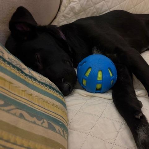 Enlarge Caspian, a Adoptable mixed breed in Raleigh, NC image 3/6