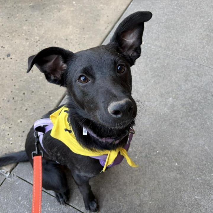 Enlarge Caspian, a Adoptable mixed breed in Raleigh, NC image 4/6