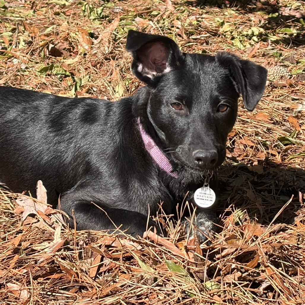 Enlarge Caspian, a Adoptable mixed breed in Raleigh, NC image 4/6