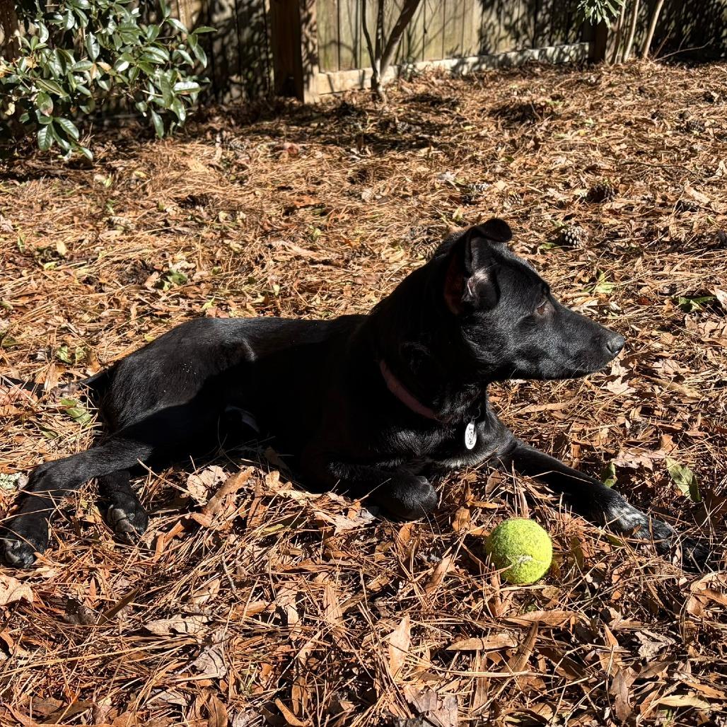Enlarge Caspian, a Adoptable mixed breed in Raleigh, NC image 6/6