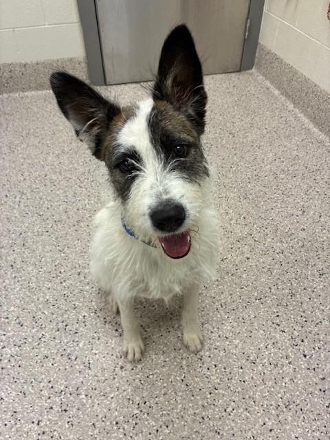 GIBSON, Adoptable, Young Male Irish Terrier.