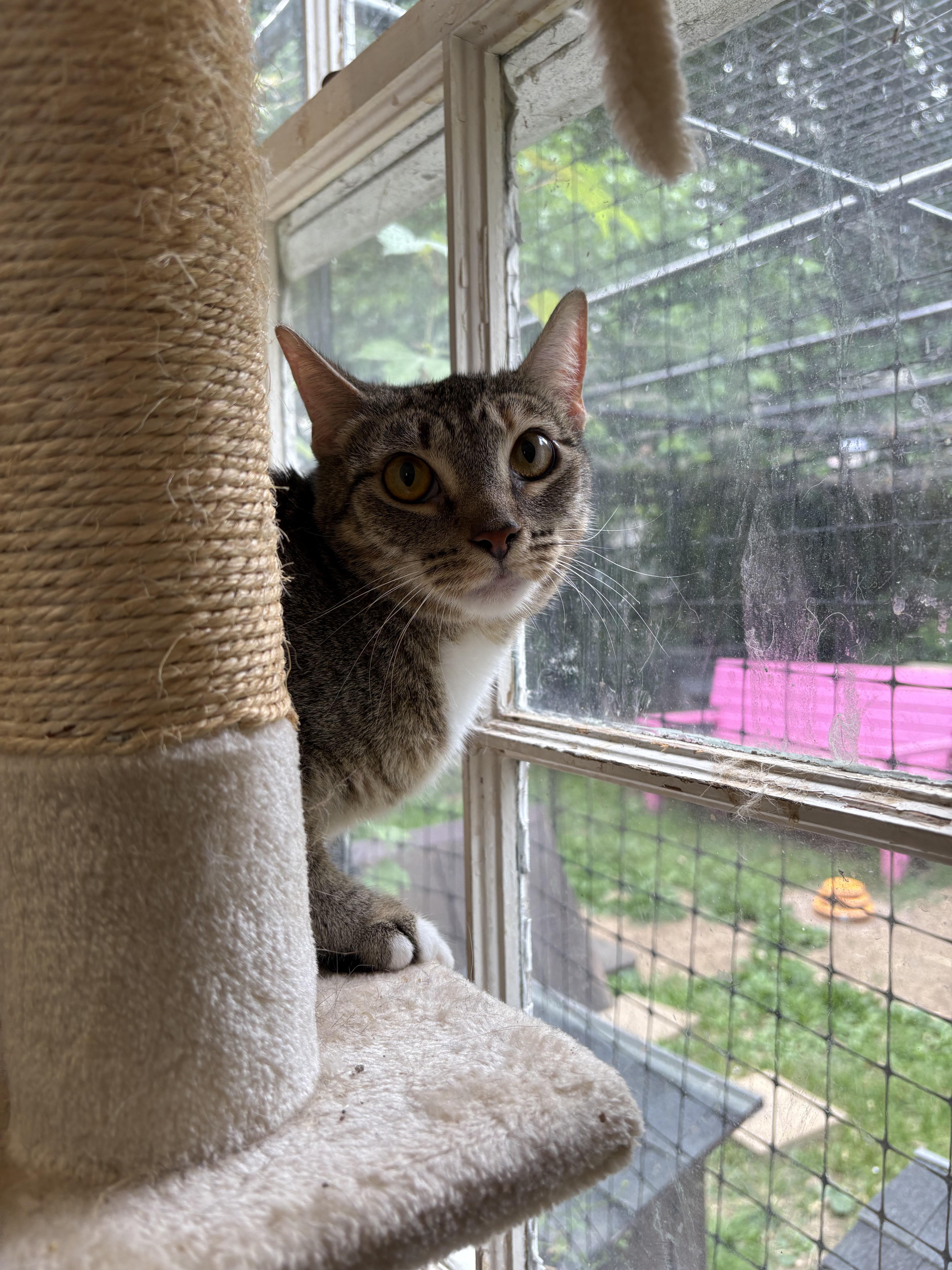 QT Pie, a Adoptable mixed breed in Hershey, PA image 4/6