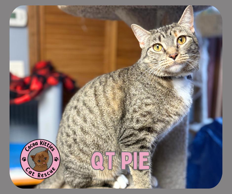 QT Pie, a Adoptable mixed breed in Hershey, PA image 6/6